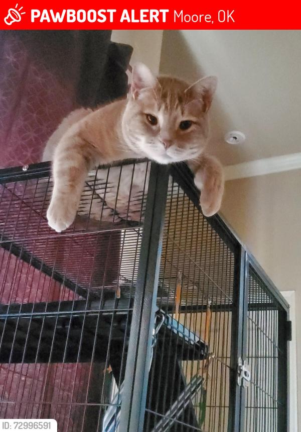 Lost Male Cat last seen The apples neighborhood , Moore, OK 73160