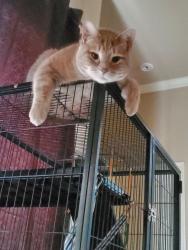 Lost Male Cat last seen The apples neighborhood , Moore, OK 73160