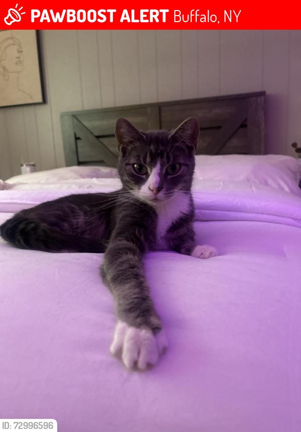Lost Female Cat last seen near kins dental office , Buffalo, NY 14226