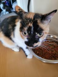 Reunited Female Cat last seen Near Contra Costa College, San Pablo, CA 94806