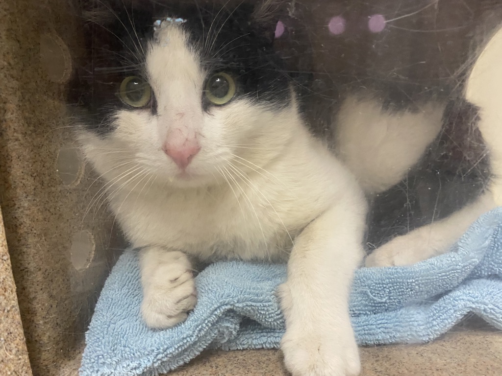 Shelter Stray Male Cat last seen Near S Riverside Drive, SALT LAKE CITY, UT, 84104, 511 W 3900 S, Salt Lake City, UT 84123, USA