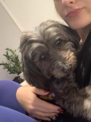 Lost Male Dog last seen em frente ao parque do bairro, Jardim do Salso, RS 