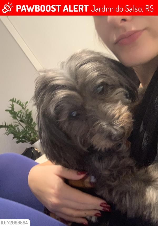 Lost Male Dog last seen em frente ao parque do bairro, Jardim do Salso, RS 