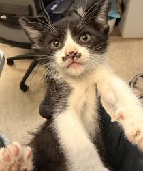 Shelter Stray Male Cat last seen Alcala Parkway, San Diego, CA, 92110, 5500 Gaines St, San Diego, CA 92110, USA