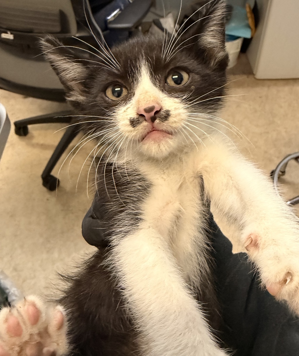 Shelter Stray Male Cat last seen Alcala Parkway, San Diego, CA, 92110, 5500 Gaines St, San Diego, CA 92110, USA