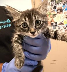 Shelter Stray Male Cat last seen Alcala Parkway, San Diego, CA, 92110, 5500 Gaines St, San Diego, CA 92110, USA
