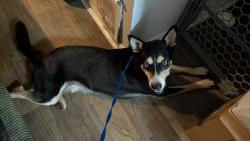 Found/Stray Male Dog last seen HEB olmos park, Olmos Park, TX 78212