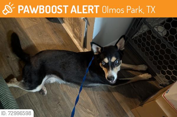 Found/Stray Male Dog last seen HEB olmos park, Olmos Park, TX 78212