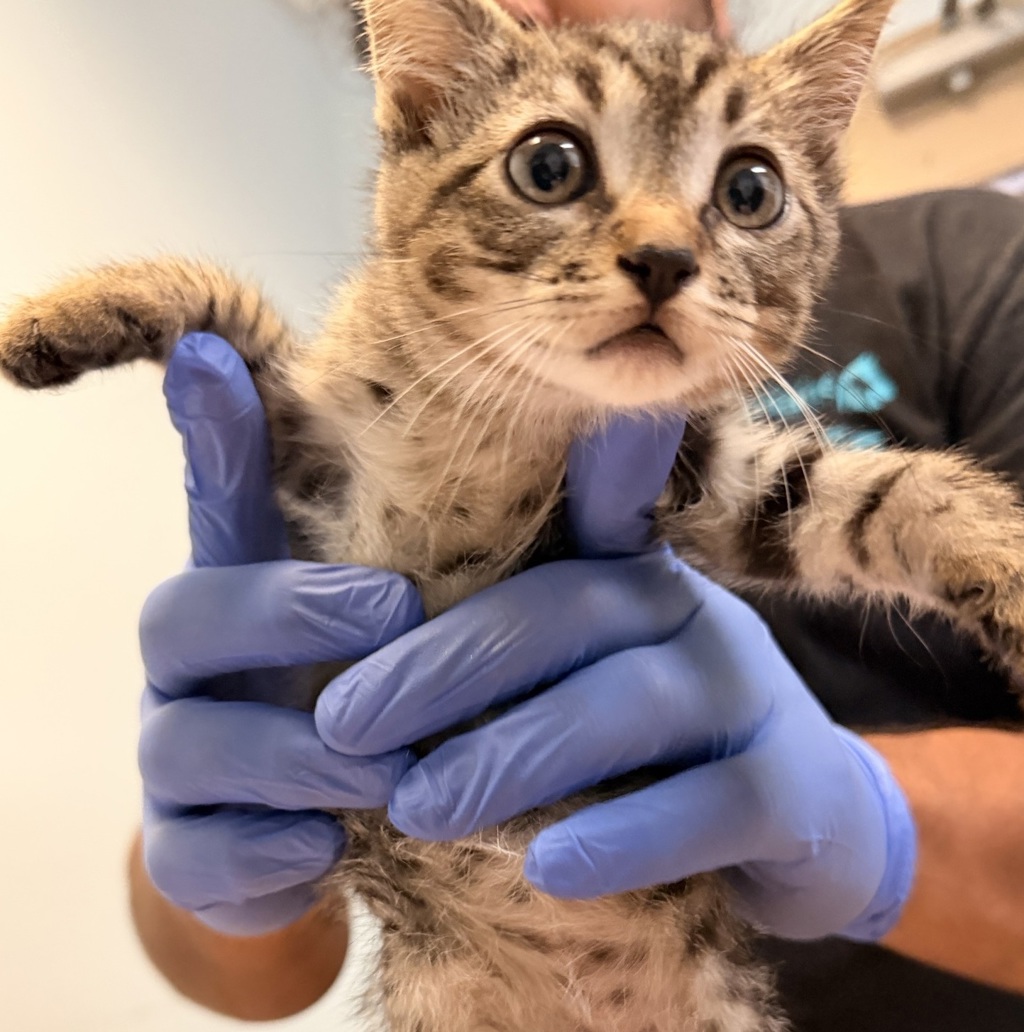 Shelter Stray Female Cat last seen Alcala Parkway, San Diego, CA, 92110, 5500 Gaines St, San Diego, CA 92110, USA