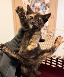 Shelter Stray Female Cat last seen Alcala Parkway, San Diego, CA, 92110, 5500 Gaines St, San Diego, CA 92110, USA