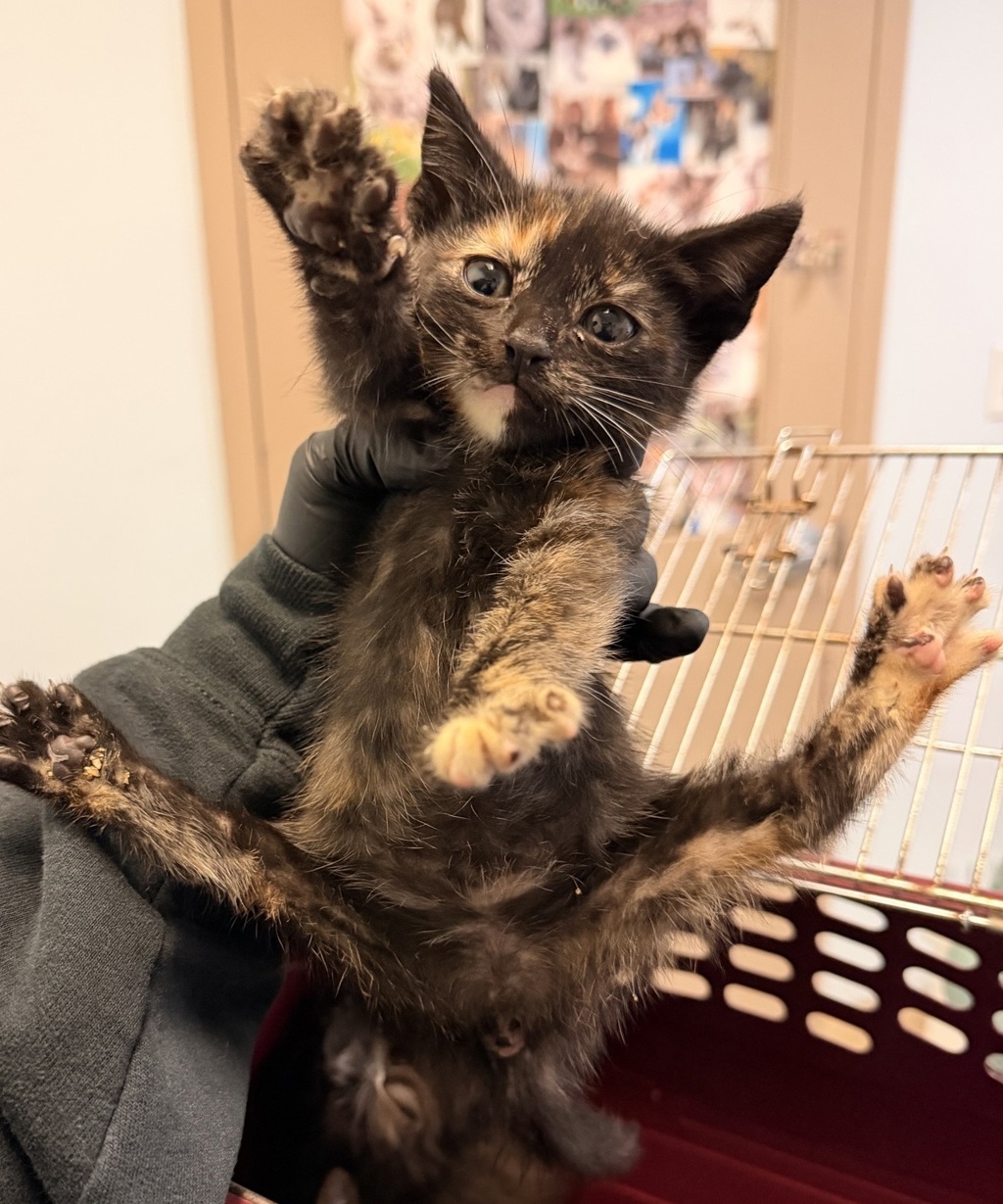 Shelter Stray Female Cat last seen Alcala Parkway, San Diego, CA, 92110, 5500 Gaines St, San Diego, CA 92110, USA