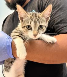 Shelter Stray Female Cat last seen Alcala Parkway, San Diego, CA, 92110, 5500 Gaines St, San Diego, CA 92110, USA