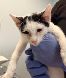 Shelter Stray Male Cat last seen Alcala Parkway, San Diego, CA, 92110, 5500 Gaines St, San Diego, CA 92110, USA