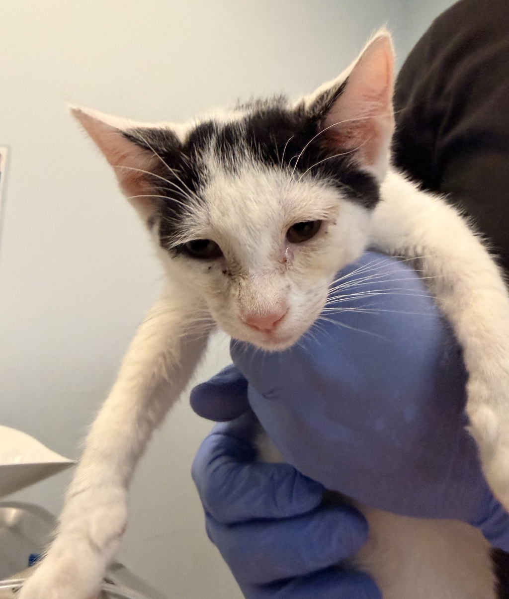 Shelter Stray Male Cat last seen Alcala Parkway, San Diego, CA, 92110, 5500 Gaines St, San Diego, CA 92110, USA