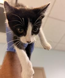 Shelter Stray Male Cat last seen Alcala Parkway, San Diego, CA, 92110, 5500 Gaines St, San Diego, CA 92110, USA