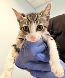 Shelter Stray Male Cat last seen Alcala Parkway, San Diego, CA, 92110, 5500 Gaines St, San Diego, CA 92110, USA