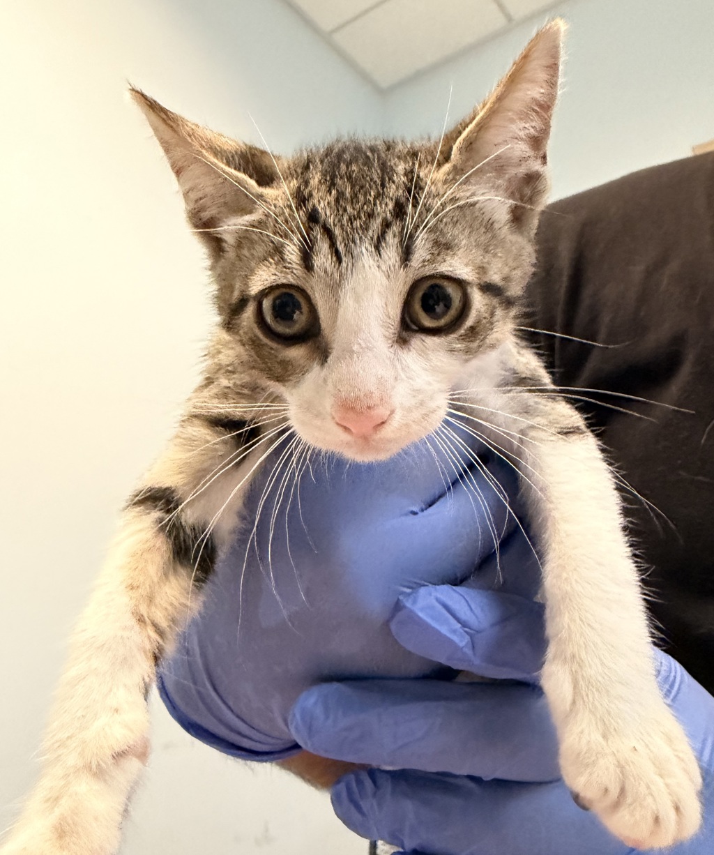 Shelter Stray Male Cat last seen Alcala Parkway, San Diego, CA, 92110, 5500 Gaines St, San Diego, CA 92110, USA