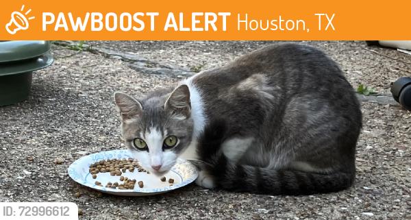 Found/Stray Unknown Cat last seen Woodridge near I-45, Houston, TX 77087