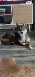 Reunited Female Dog last seen East 56th St. and Orange Ave, Long Beach, CA 90805