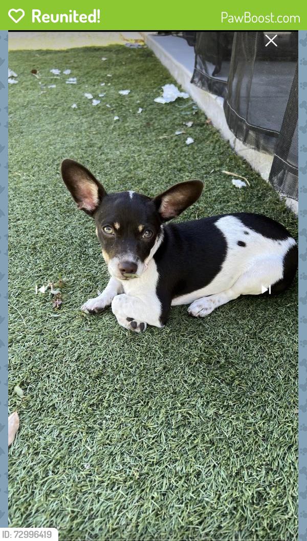 Reunited Female Dog last seen East Hst, Buena Vista Way, Chula Vista, CA 91910