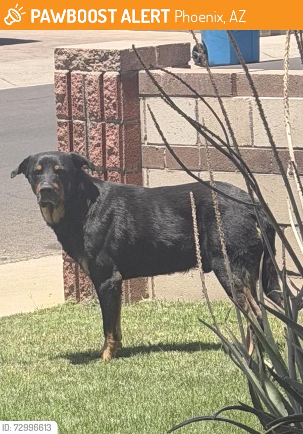 Found/Stray Male Dog last seen 73rd drive and Mcdowell, Phoenix, AZ 85035