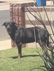 Found/Stray Male Dog last seen 73rd drive and Mcdowell, Phoenix, AZ 85035