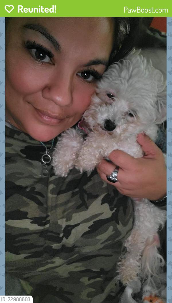 Reunited Female Dog last seen Near Highland Vw, New Braunfels, TX 78130, USA, New Braunfels, TX 78130