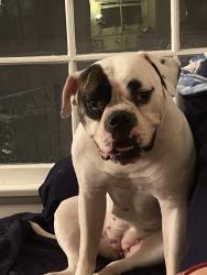 Lost Female Dog last seen Morass place and lake, Altadena, CA 91001