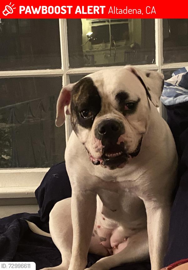 Lost Female Dog last seen Morass place and lake, Altadena, CA 91001