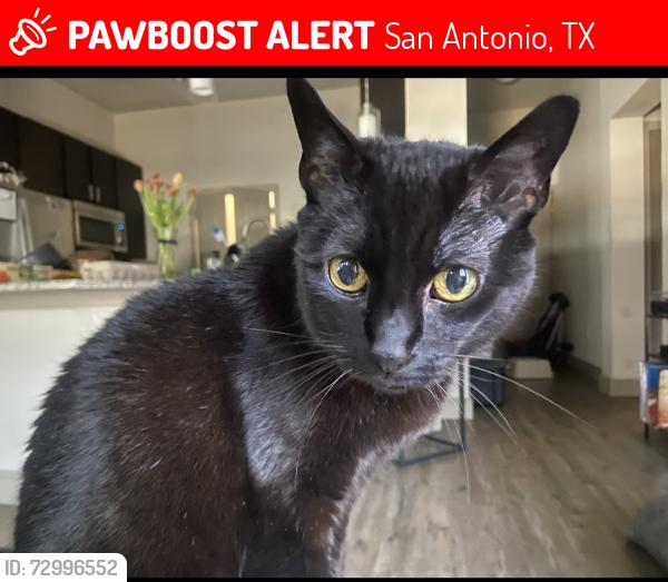 Lost Female Cat last seen Cambridge , San Antonio, TX 78249