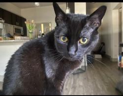Lost Female Cat last seen Cambridge , San Antonio, TX 78249