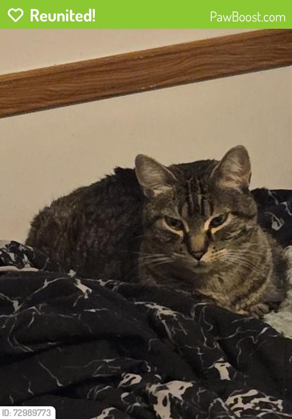 Reunited Male Cat last seen Rosmount woods mobile home off HWY 3, Rosemount, MN 55068