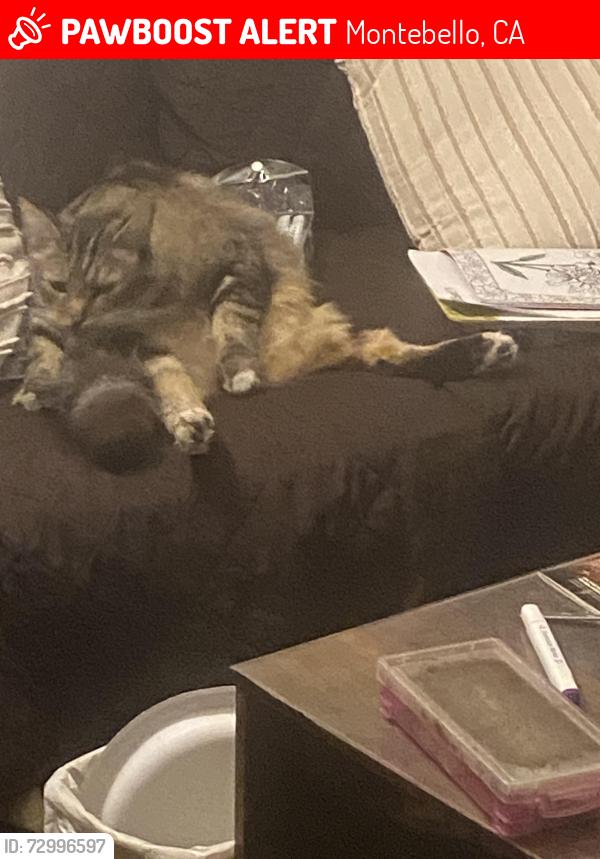 Lost Male Cat last seen Maddison ave / or harding, Montebello, CA 90640