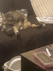 Lost Male Cat last seen Maddison ave / or harding, Montebello, CA 90640