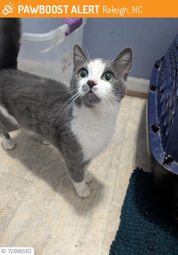 Found/Stray Female Cat last seen Northclift and Windham, Raleigh, Raleigh, NC 27609