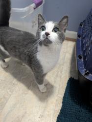 Found/Stray Female Cat last seen Northclift and Windham, Raleigh, Raleigh, NC 27609