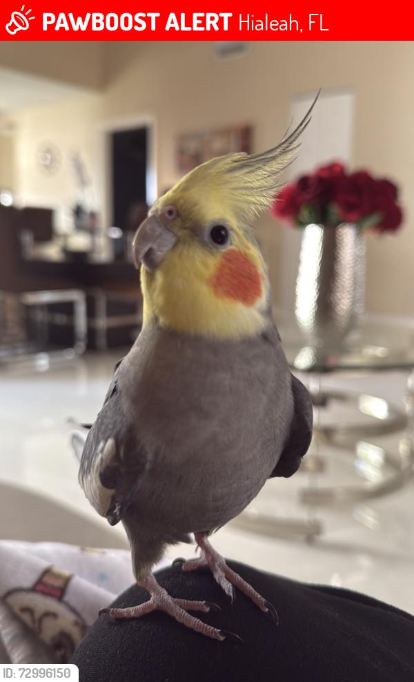 Lost Male Bird last seen Near NW 87th Ave Miami, FL 33015 United States, Hialeah, FL 33015