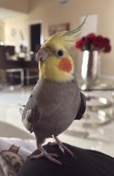Lost Male Bird last seen Near NW 87th Ave Miami, FL 33015 United States, Hialeah, FL 33015