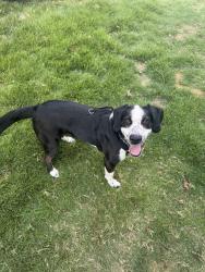 Found/Stray Female Dog last seen M&H Valve, Anniston, AL 36201