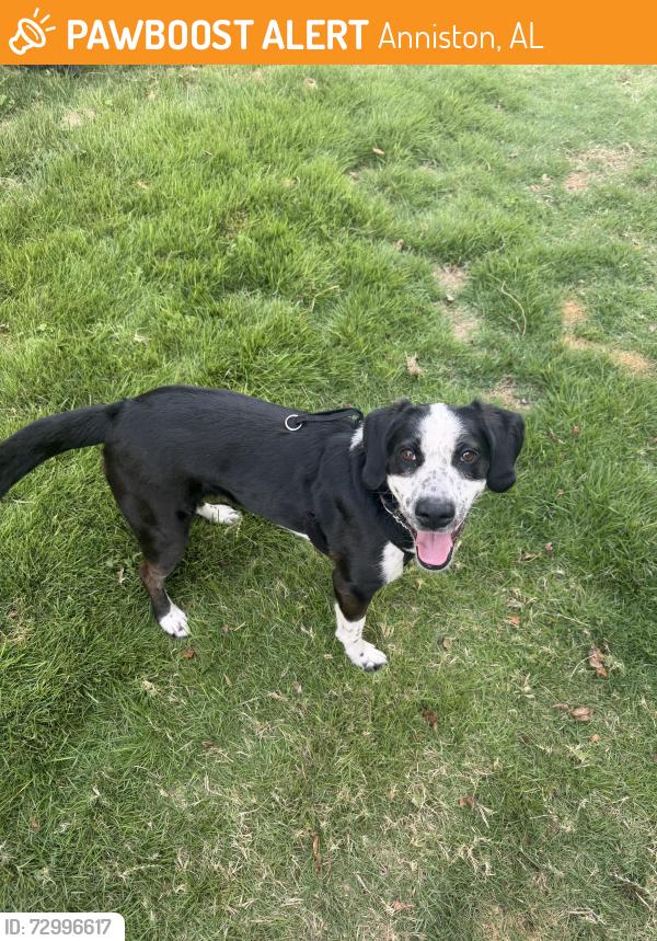 Found/Stray Female Dog last seen M&H Valve, Anniston, AL 36201