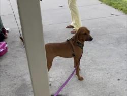 Lost Female Dog last seen Pyramid, Sparks, NV 89431