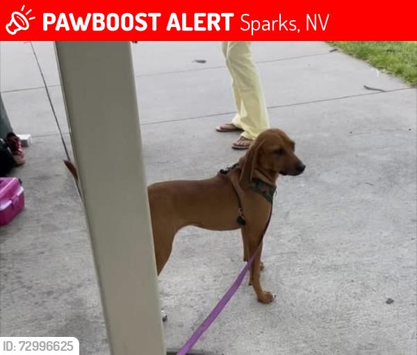 Lost Female Dog last seen Pyramid, Sparks, NV 89431
