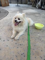 Reunited Unknown Dog last seen Diamond Oaks Park, Roseville, CA 95678