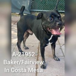 Shelter Stray Male Dog last seen , 6621 Westminster Ave, Garden Grove, CA 92844, USA