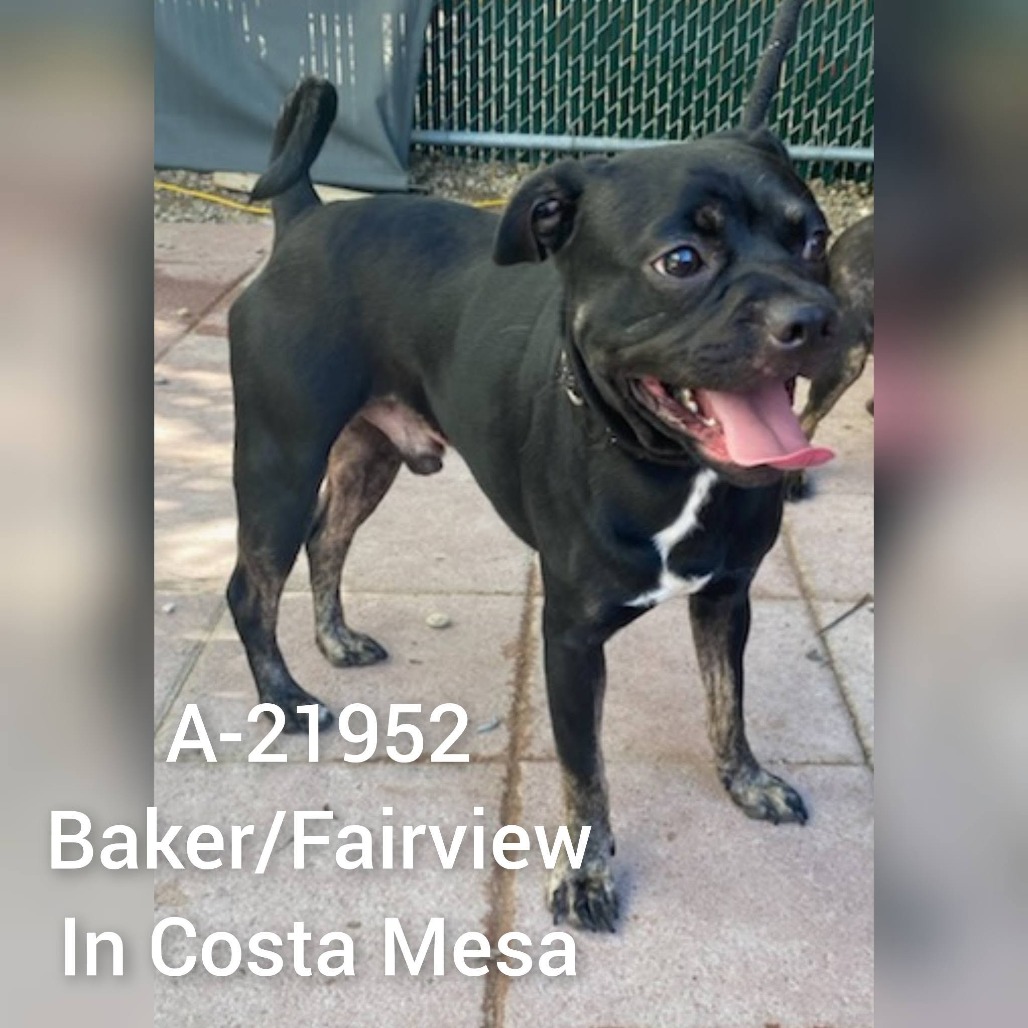 Shelter Stray Male Dog last seen , 6621 Westminster Ave, Garden Grove, CA 92844, USA