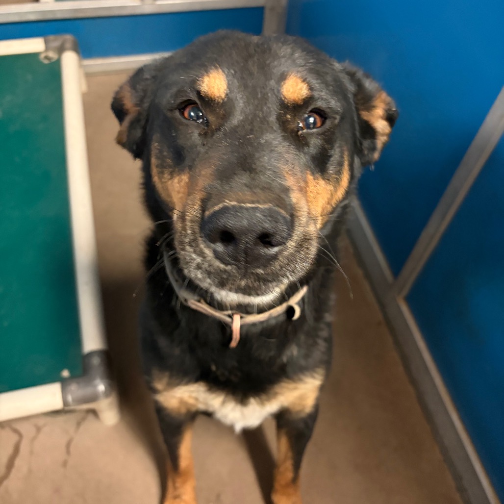 Shelter Stray Male Dog last seen , 11665 US-89, Flagstaff, AZ 86004, USA