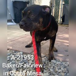 Shelter Stray Male Dog last seen , 6621 Westminster Ave, Garden Grove, CA 92844, USA