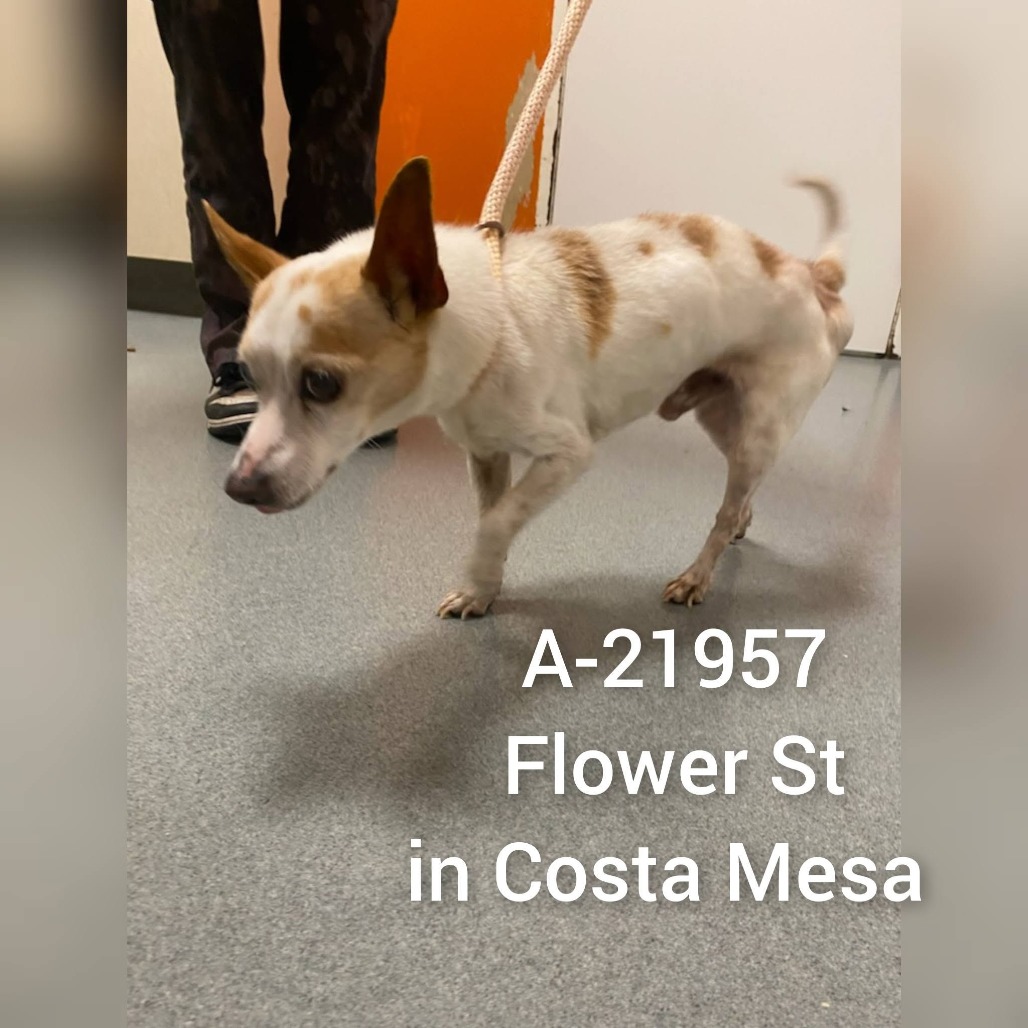 Shelter Stray Male Dog last seen , 6621 Westminster Ave, Garden Grove, CA 92844, USA