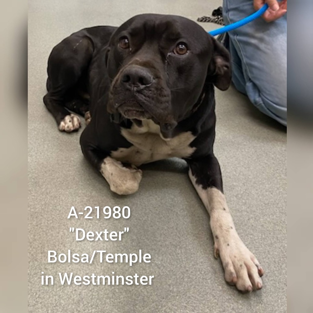 Shelter Stray Male Dog last seen , 6621 Westminster Ave, Garden Grove, CA 92844, USA