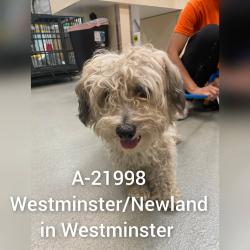 Shelter Stray Male Dog last seen , 6621 Westminster Ave, Garden Grove, CA 92844, USA